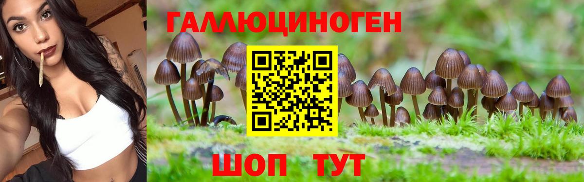 Галлюциногенные грибы Psilocybe Алейск